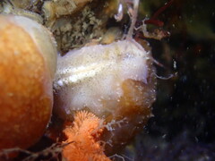 Pseudoceros canadensis