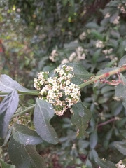 Gymnosporia buxifolia