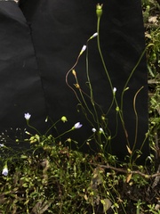 Wahlenbergia gracilenta