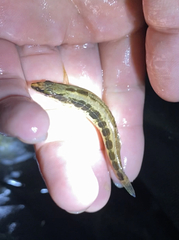 Percina macrocephala