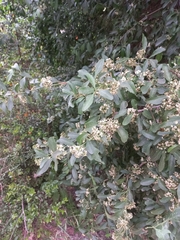 Gymnosporia buxifolia