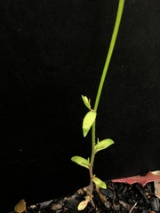 Wahlenbergia gracilenta
