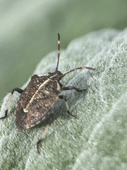 Oncocoris geniculatus