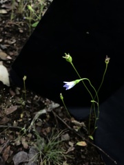 Wahlenbergia gracilenta