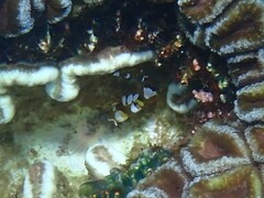 Ancylocaris brevicarpalis