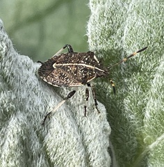 Oncocoris geniculatus