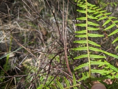 Gleichenia