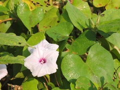 Ipomoea sagittifolia