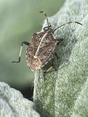 Oncocoris geniculatus