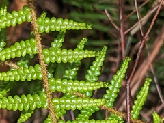 Gleichenia