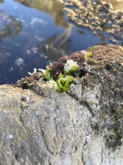 Ulvaceae