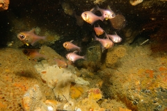 Pempheris multiradiata