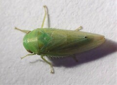 Batracomorphus