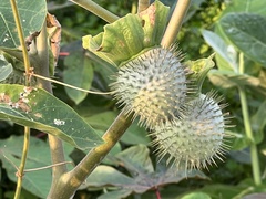 Datura wrightii