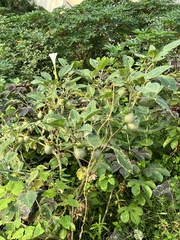 Datura wrightii