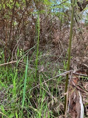 Microtis arenaria