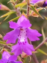 Hemiandra glabra