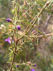 Hemiandra glabra