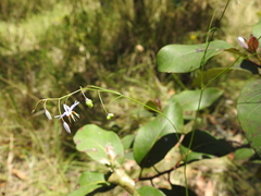 Dianella rara