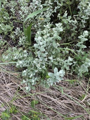 Helichrysum panduratum