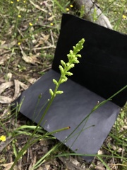 Microtis unifolia