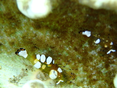 Ancylocaris brevicarpalis