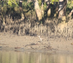 Numenius madagascariensis