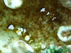 Ancylocaris brevicarpalis