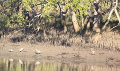 Numenius madagascariensis