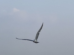 Sterna