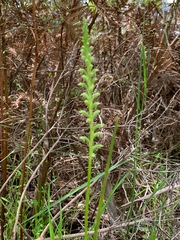 Microtis arenaria