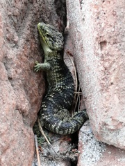 Abronia taeniata