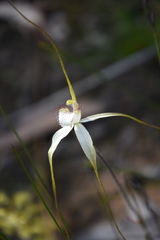 Caladenia venusta
