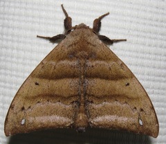 Falcatelodes anava