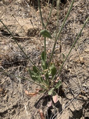 Eriogonum roseum