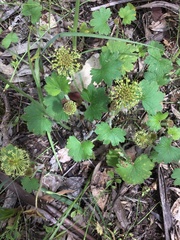 Hydrocotyle laxiflora