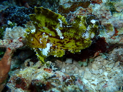 Taenianotus triacanthus