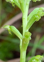 Microtis arenaria