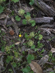 Hydrocotyle laxiflora