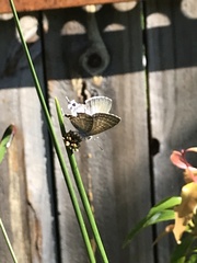 Theclinesthes onycha