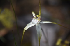 Caladenia venusta