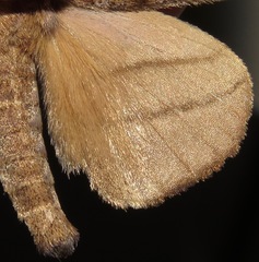 Falcatelodes anava