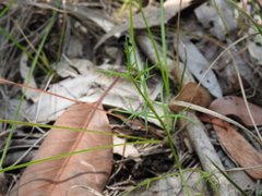 Haloragis heterophylla