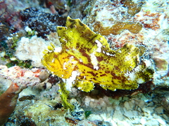 Taenianotus triacanthus