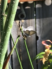 Theclinesthes onycha