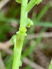Microtis arenaria
