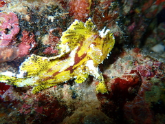 Taenianotus triacanthus