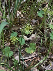 Hydrocotyle laxiflora