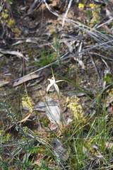 Caladenia venusta