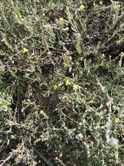 Osteospermum ciliatum